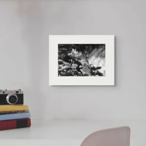 rose and dragonfly ii new