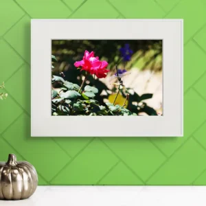 rose and dragonfly new