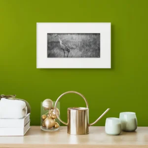 sandhill crane profile ii new