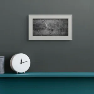 sandhill crane triangle ii new