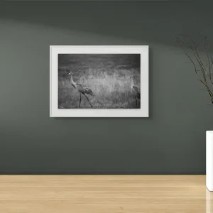 sandhill cranes walking ii new