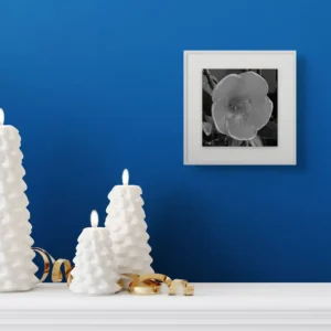 yellow hibiscus ii new